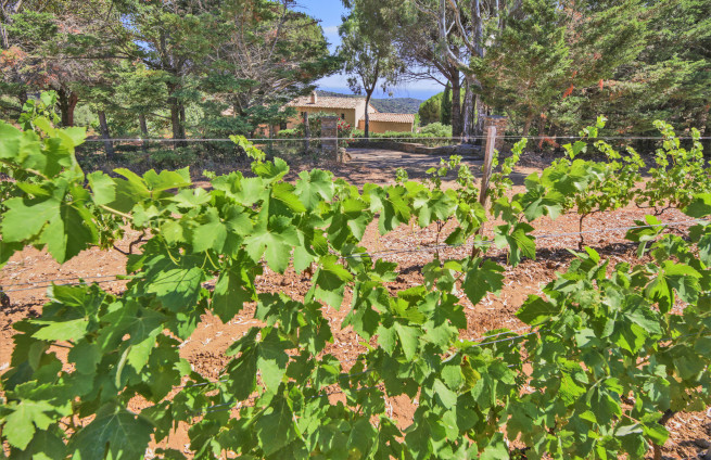 property-panoramic-sea-view-vineyard-real-estate-la-croix-valmer