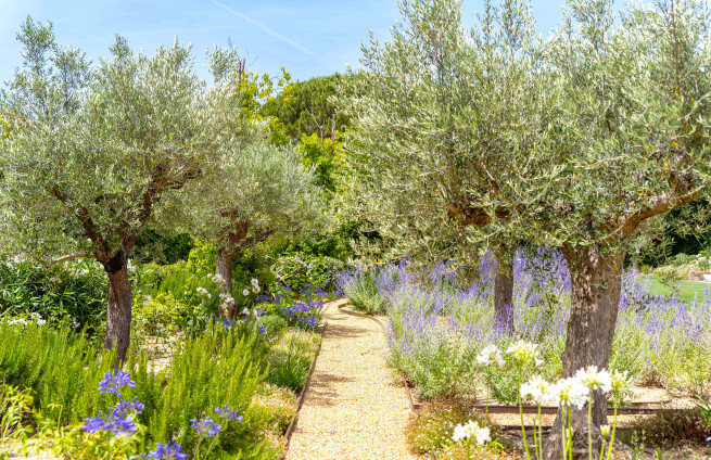 olive trees-landscaped-garden-charm-provence-grimaud-village